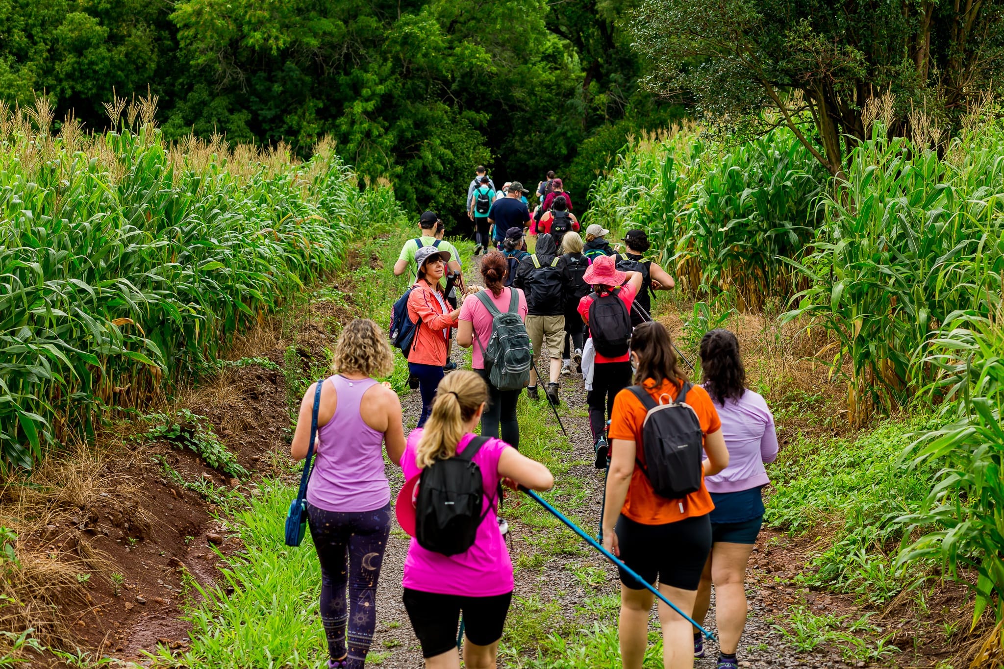 Programação de verão oferece seis caminhadas em Nova Petrópolis