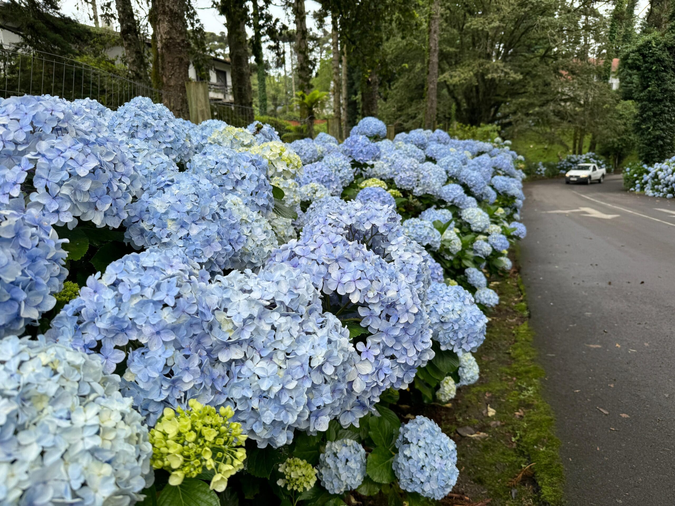 Hortênsias embelezam o verão em Gramado
