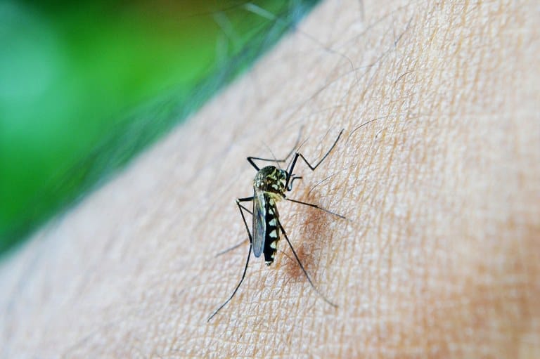 Saúde confirma dois casos importados de dengue em Canela