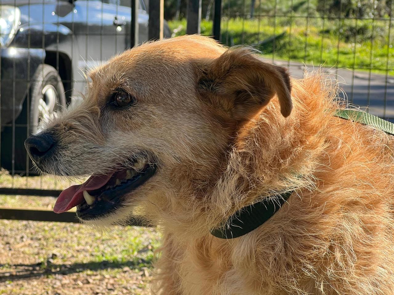 Saúde abrirá Abrigo Temporário de Adoções de Cães e Gatos em Gramado