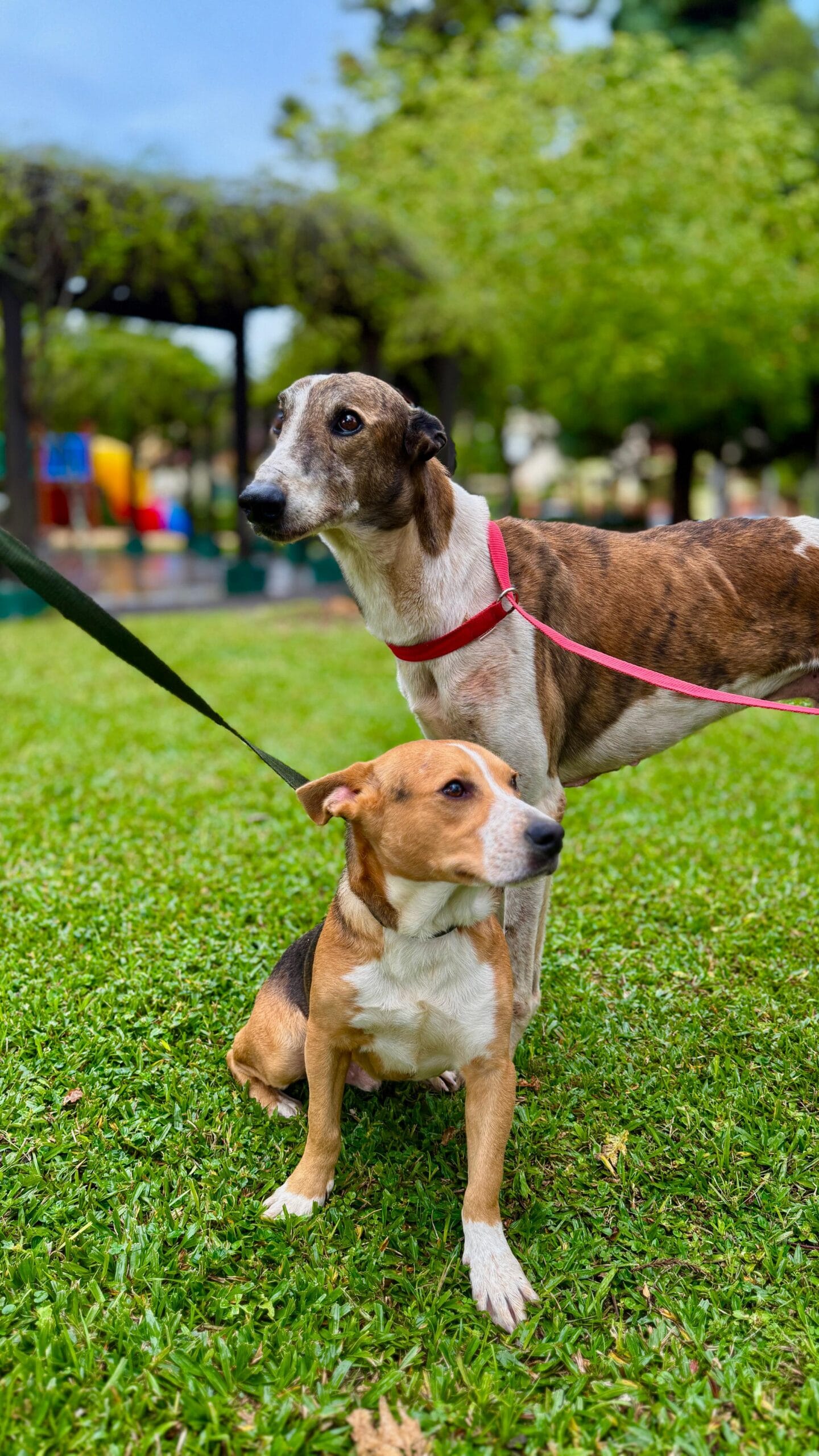 Gramado promove 1º Encontro Abril Laranja com foco na prevenção aos maus-tratos de animais