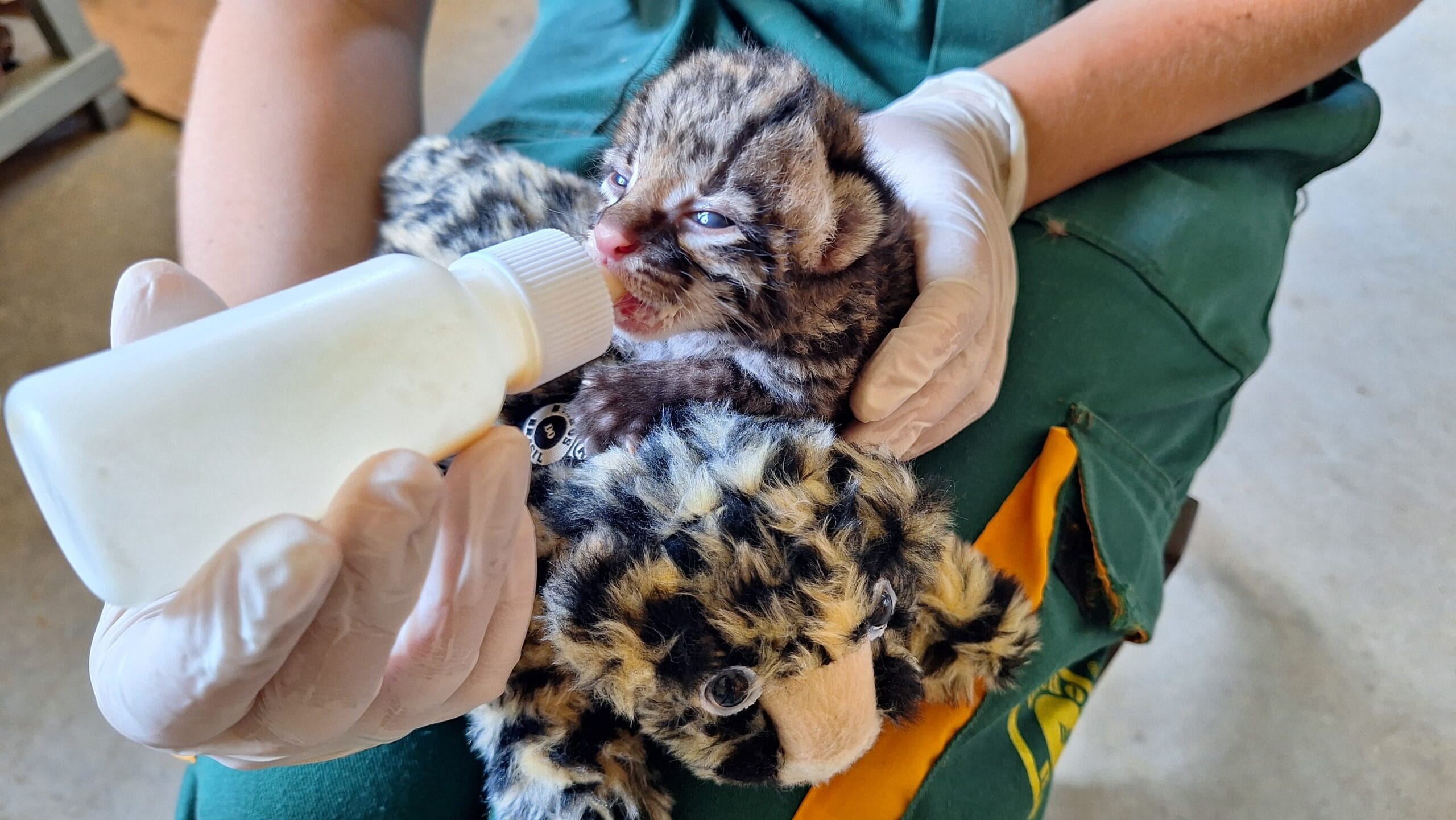 Gramadozoo utiliza pelúcias para dar mais conforto a filhotes