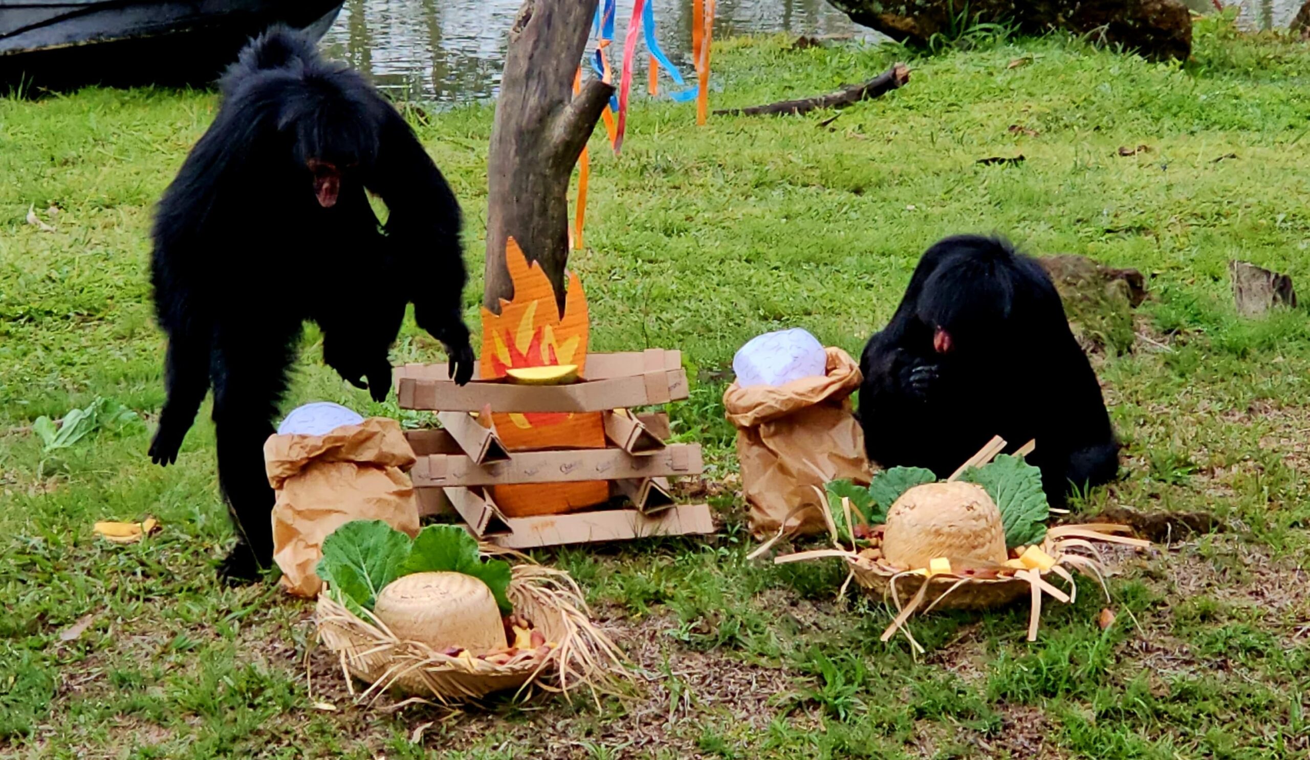 Com foco no bem-estar, Gramadozoo promove Festa Junina para animais