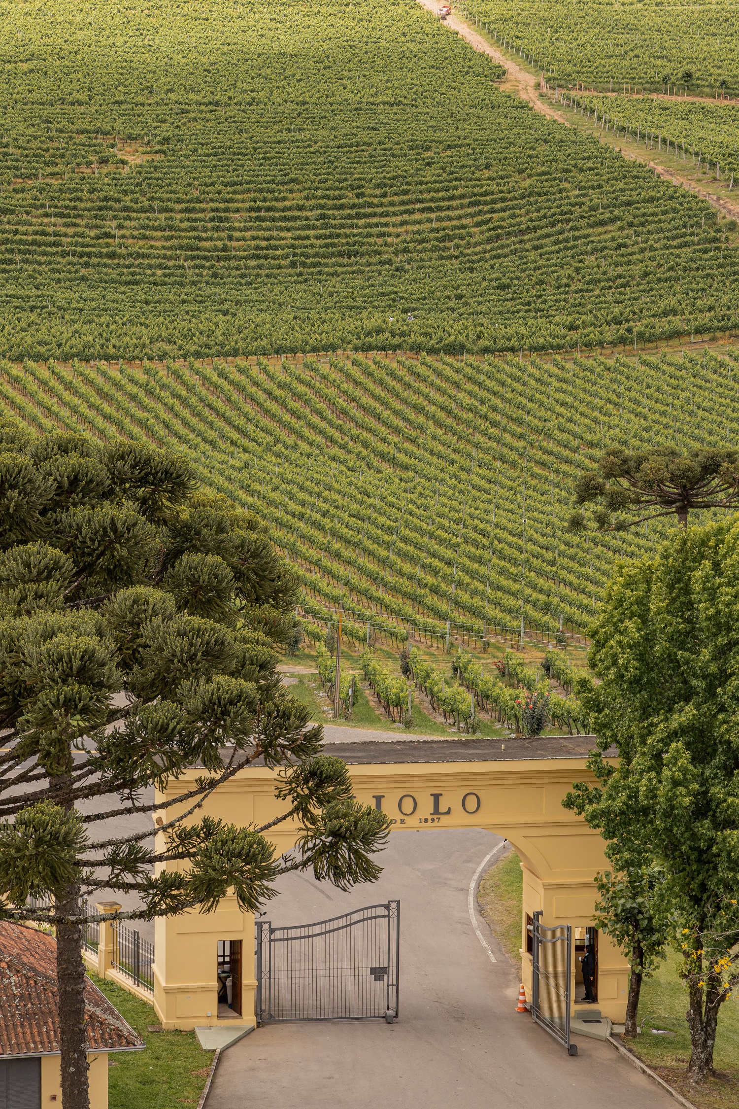 Miolo é a vinícola oficial do  Festival de Cinema de Gramado