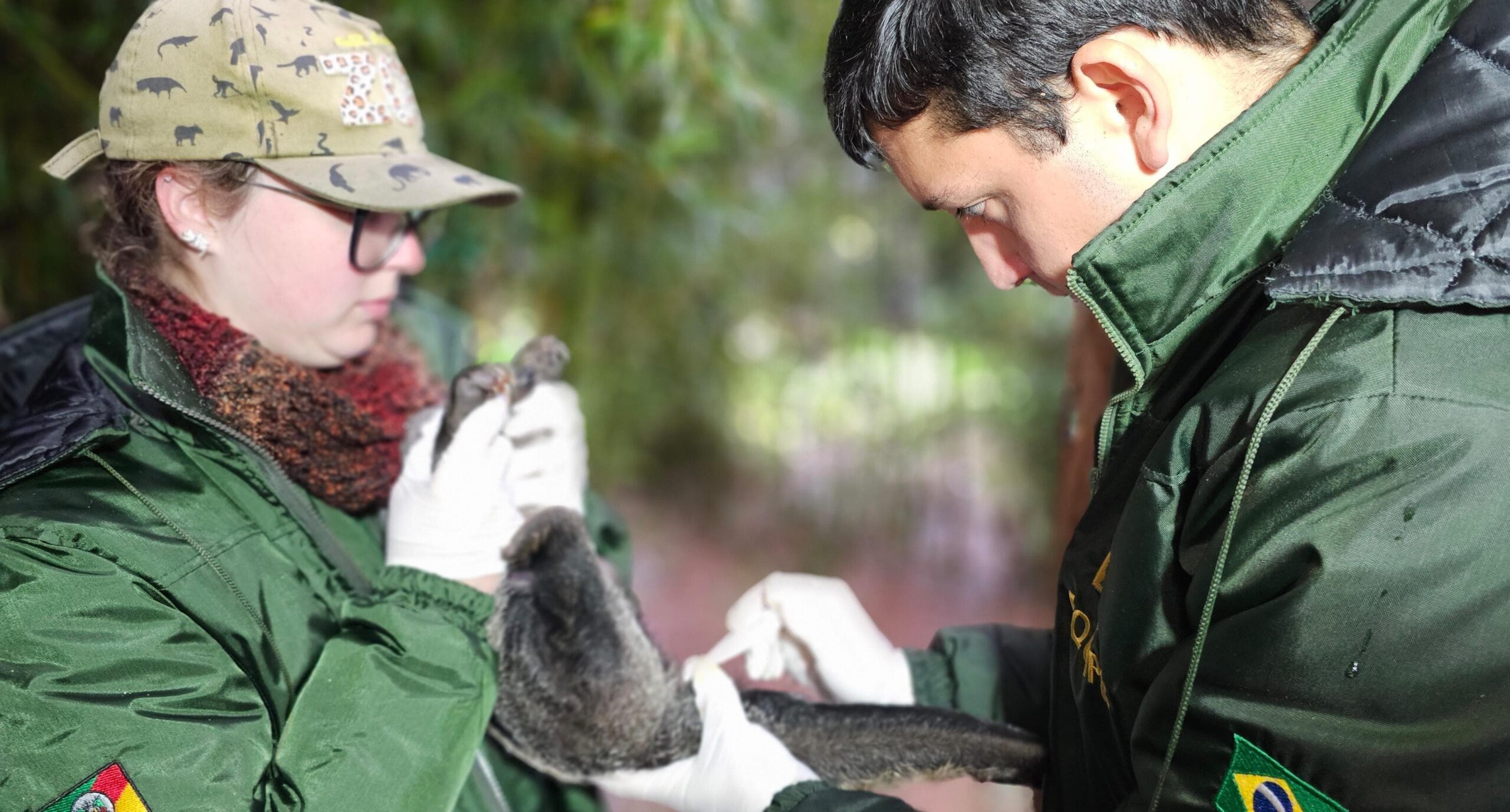 Gramadozoo registra primeiro nascimento de tamanduá-bandeira em cativeiros do Rio Grande do Sul