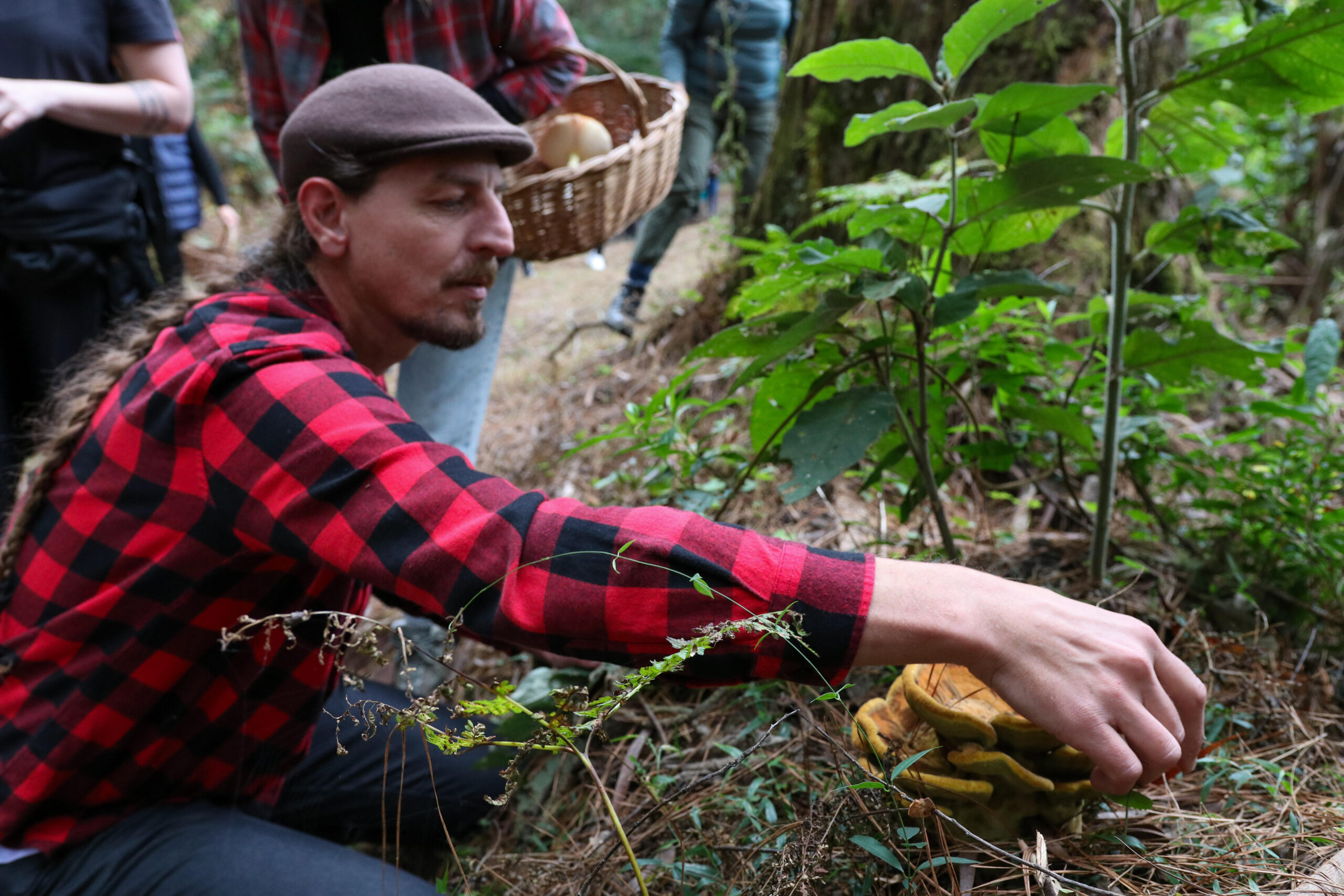 Temporada do Porcini: Caçada de Cogumelos destaca a riqueza e o potencial gastronômico dos ingredientes da Serra Gaúcha